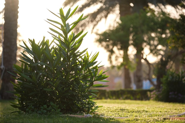 Closeup of green tropical plants in summer garden