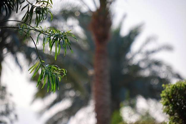 Closeup of green tropical plants in summer garden