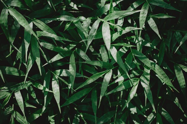 Closeup of green tropical plants