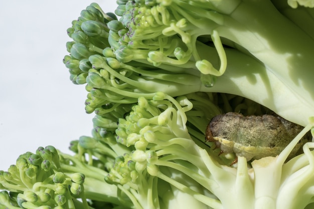 A closeup of Green Vein Caterpillar eating a cauliflower. Caterpillar kerup plan. Insect wrecking concept in agriculture.