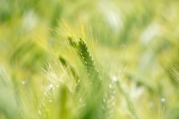 Closeup of green wheat fields on a sunny day with extreme shallow depth of field