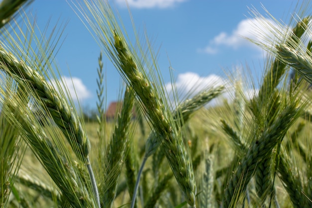 Closeup of green wheat fields on a sunny day with shallow depth of field