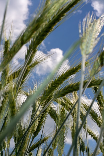 Closeup of green wheat fields on a sunny day with shallow depth