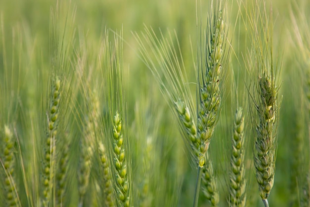 Closeup green Wheat Spike grain in the field