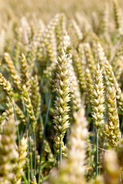 Closeup of green wheat spikelets on the field