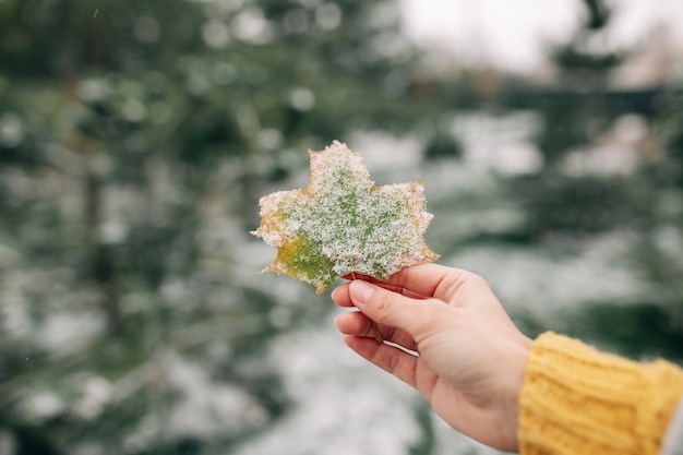 Closeup of a green and yellow maple leaf covered with snow in the hand of a young woman.