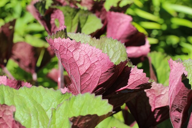 closeup of the greenburgundy leaves of toothed elder