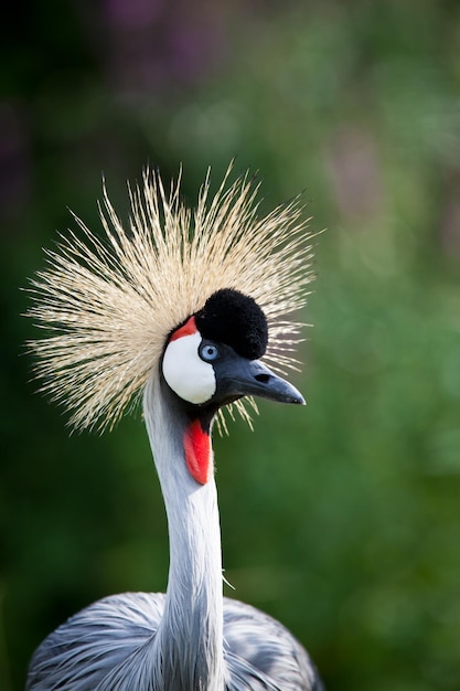 Closeup of a Grey Crowned Crane Balearica regulorum