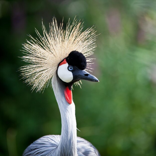 Closeup of a Grey Crowned Crane Balearica regulorum