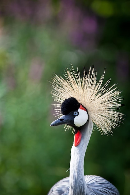 Closeup of a Grey Crowned Crane Balearica regulorum