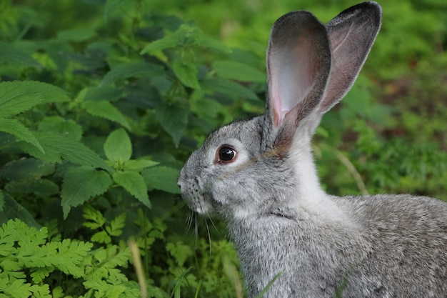 Closeup of the grey rabbit sitting in sunny garden