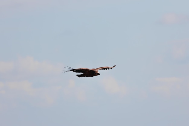 Closeup of a Griffon Vulture