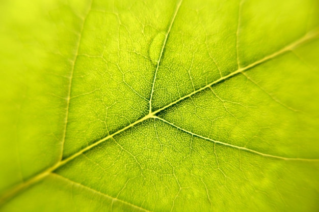 Closeup groen blad textuur aderen waterdruppel op de plant Helder groene achtergrond macro