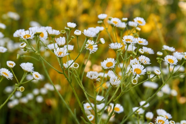 Closeup groen veld van witte kleine bloemhoofdjes