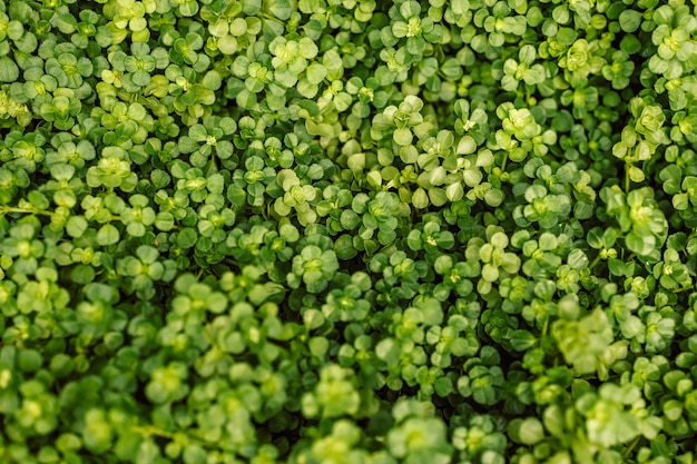 Closeup groene bladeren achtergrond overlay vers blad patroon natuurlijke gebladerte textuur en achtergrond