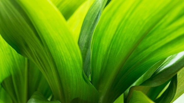 Closeup groene bladeren en wazig groen blad Tropisch gebladerte Abstracte natuurlijke bloemen Achtergrond