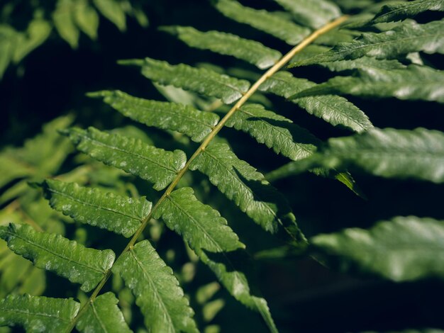 Closeup groene varen laat textuur in de natuur