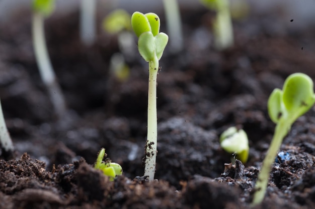 Closeup groene zaailing die uit de grond groeit