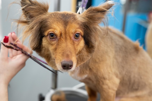 はさみで犬をトリミングするグルーマーのクローズアップ