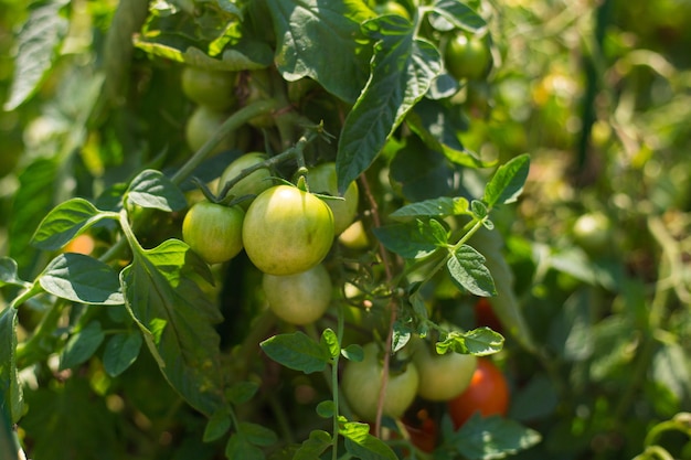 Primo piano gruppo di pomodori verdi che crescono in serra concetto di agricoltura prodotto ecologico giardinaggio domestico