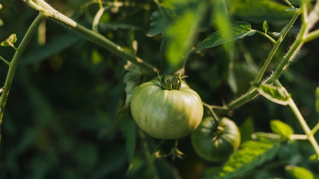 Photo closeup group of green tomatoes growing in greenhouse agriculture concept eco product home gardening