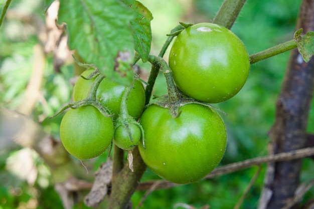 closeup group of green tomatoes growing in greenhousehorizontal frameblurry background