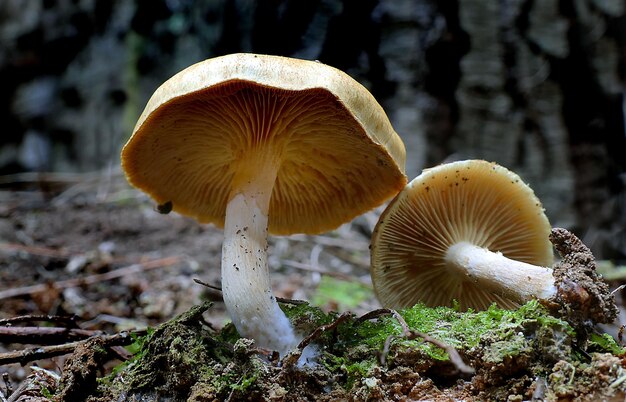 A closeup of a group of Gymnopilus eucalyptorum mushrooms growing on a forest floor