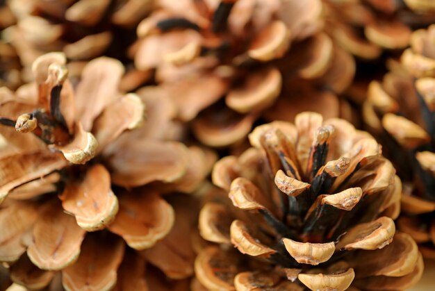 Closeup group of natural dry pine cones