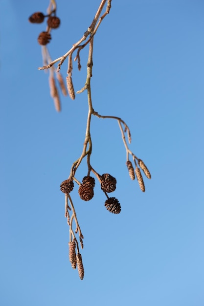 Closeup of a group of pinecones hanging from a branch on a pine tree isolated against a blue sky and background during a winters day Detail cluster of botanical growth in a remote area or backyard