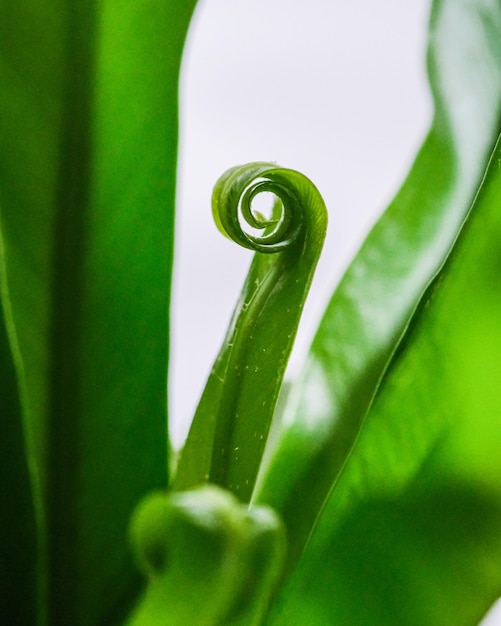 Closeup of the growing green leaf of a plant