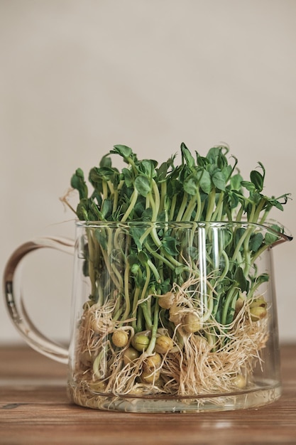 Крупный план растущего зеленого горошка в стеклянном чайнике на столе концепция здорового питания