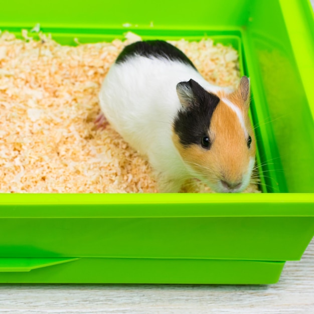 Closeup of a guinea pig in a green box Pets