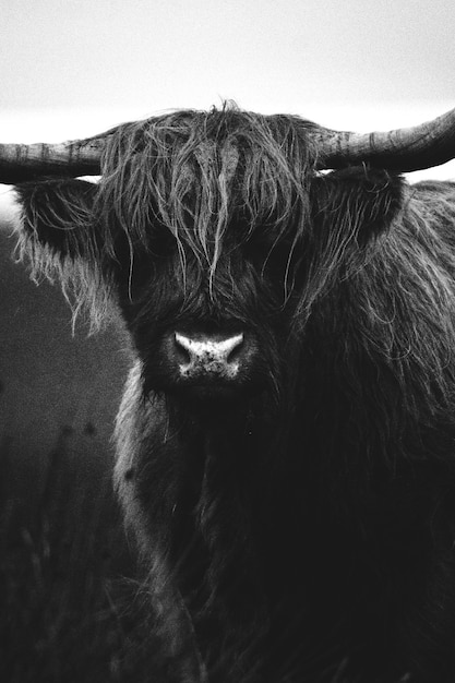 Primo piano di peloso scottish highland cattle in scala di grigi