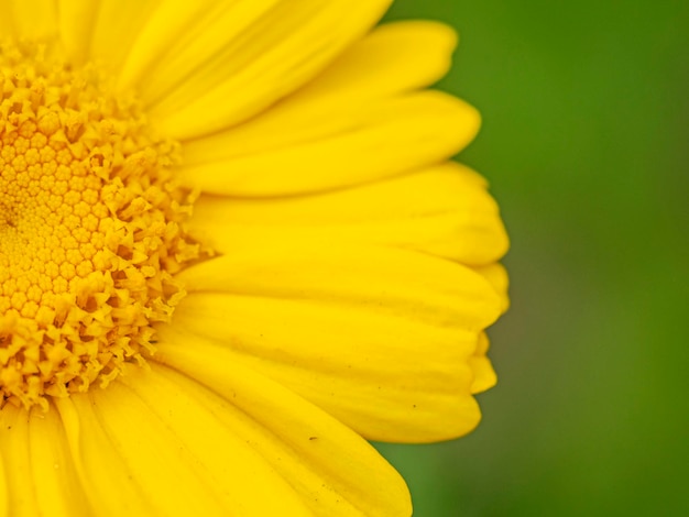 Closeup of half of a bright yellow garland chrysanthemum flower