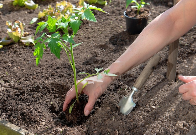 自宅の有機菜園にトマトの苗を植える庭師の手のクローズアップ