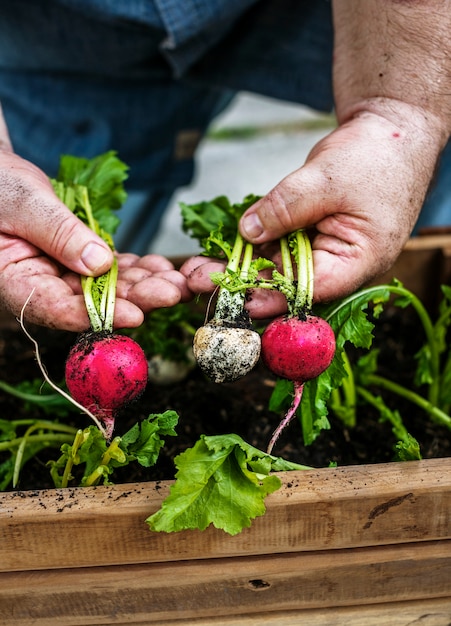 Photo closeup of hand holding beets