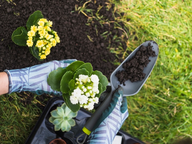 Closeup of hand holding soil in shovel and sapling