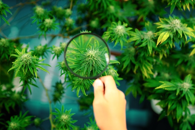 Closeup hand inspects using a magnifying glass to inspects gratifying buds