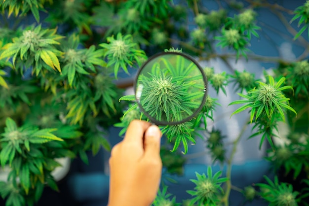 Closeup hand inspects using a magnifying glass to inspects gratifying buds