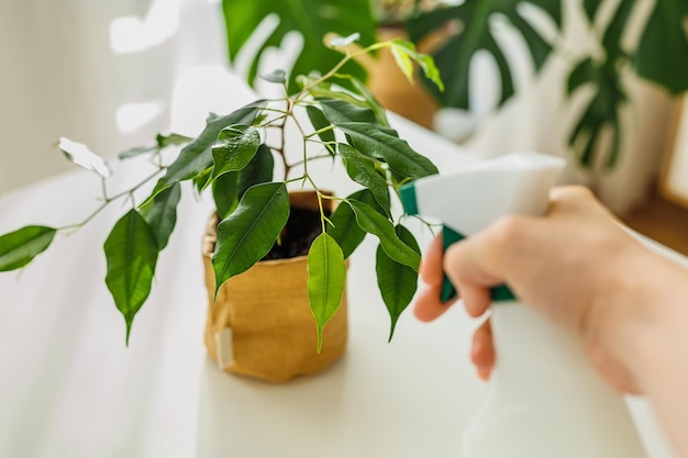 Closeup hand met sproeifles drenken ficus boom in kraftpapier pot binnen groen