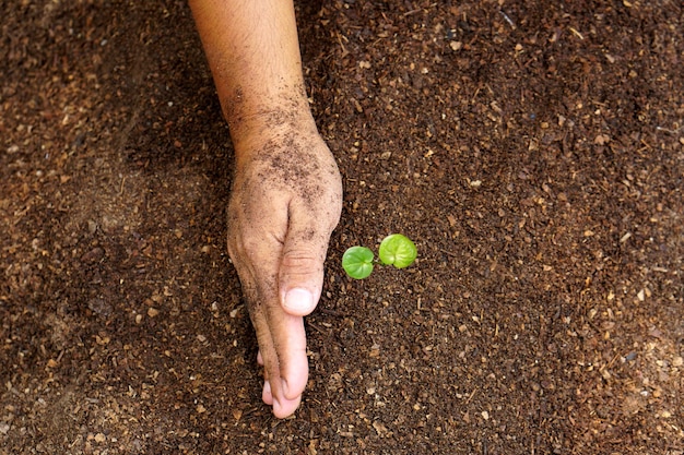 closeup hand of person holding abundance soil with young plant in hand for agriculture or planting