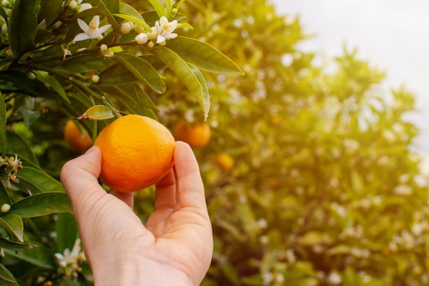 Closeup of a hand plucking a ripe orange from the tree at sunset