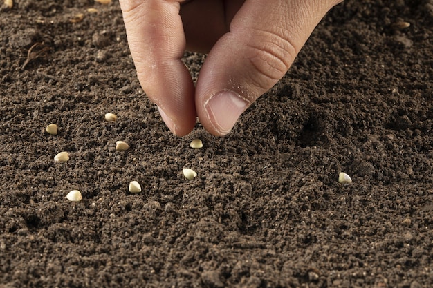 Closeup of a hand sowing buckwheat seeds into soil