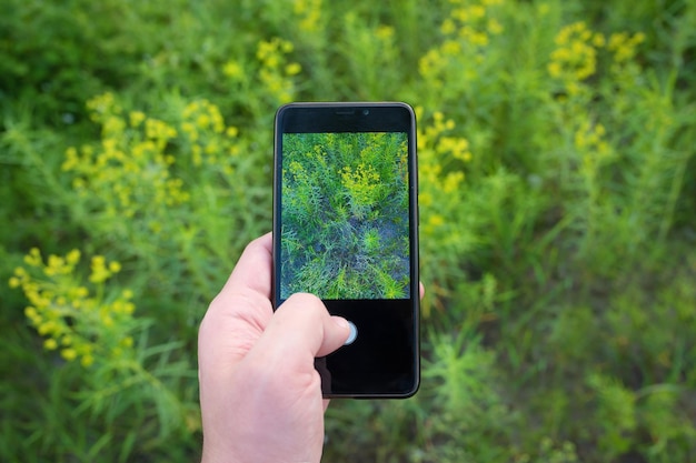 緑の草の背景に携帯電話の写真の野生の花を使用して手のクローズ アップ