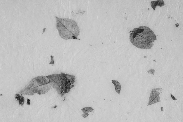 Closeup of handmade paper texture vintage background with leaf. Black and white.