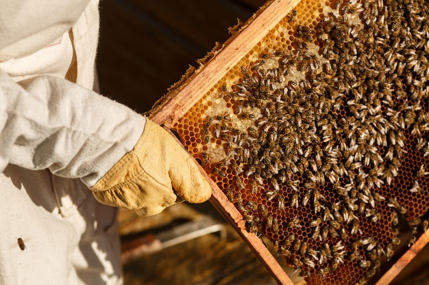 Closeup hands of beekeeper hold wooden frame with honeycomb. Collect honey. Beekeeping .