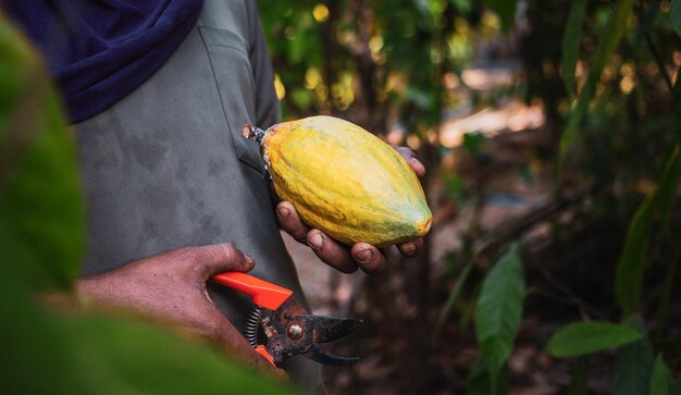 Closeup hands of a cocoa farmer use pruning shears to cut the cocoa pods or fruit ripe yellow cacao