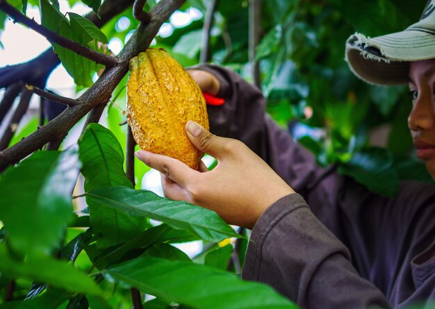 Closeup hands of a cocoa farmer use pruning shears to cut the cocoa pods or fruit ripe yellow cacao