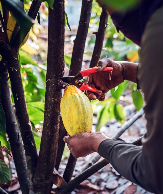Closeup hands of cocoa farmer use pruning shears to cut fruit ripe yellow cacao from the cacao tree