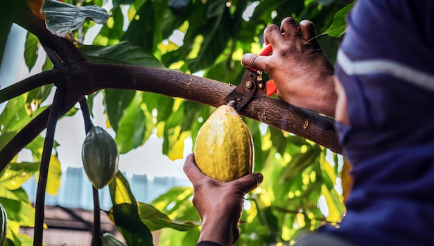 Крупным планом руки фермера какао используют секаторы, чтобы срезать плоды спелого желтого какао с дерева какао